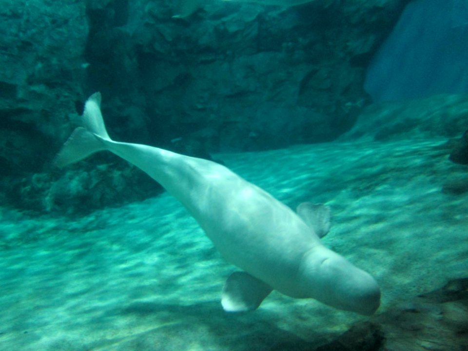 Baluga whale at Port of Nagoya Public Aquarium 3