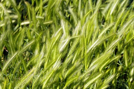 Barley wheat rye