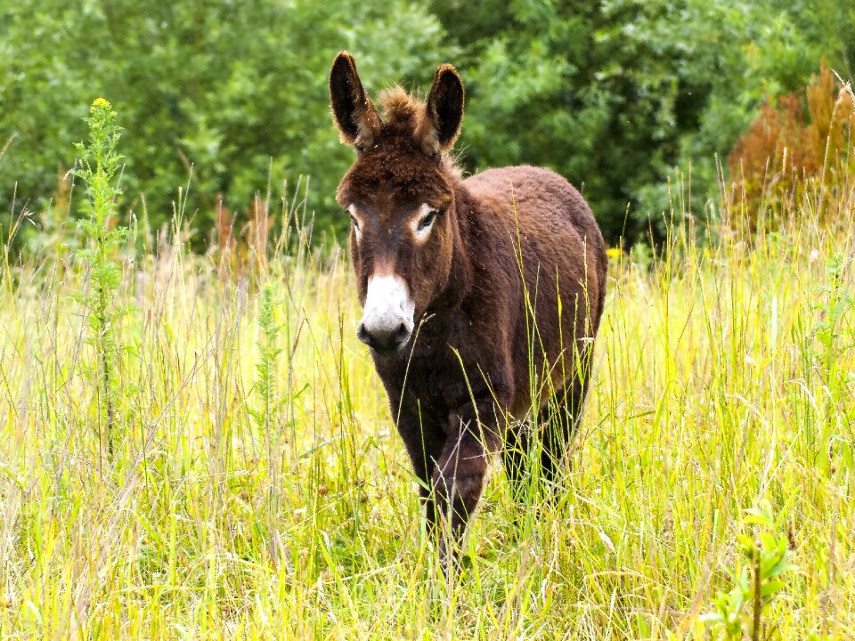 Weidetier animal nature