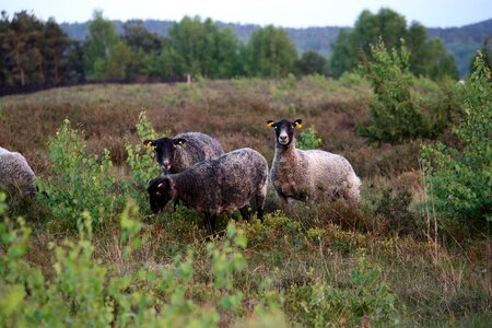 Moorland halland sweden