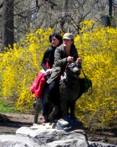 Balto by the ears forsythia jeh photo