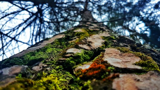 Bark forest woods photo
