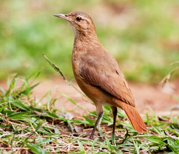 Brazilian birdie of profile