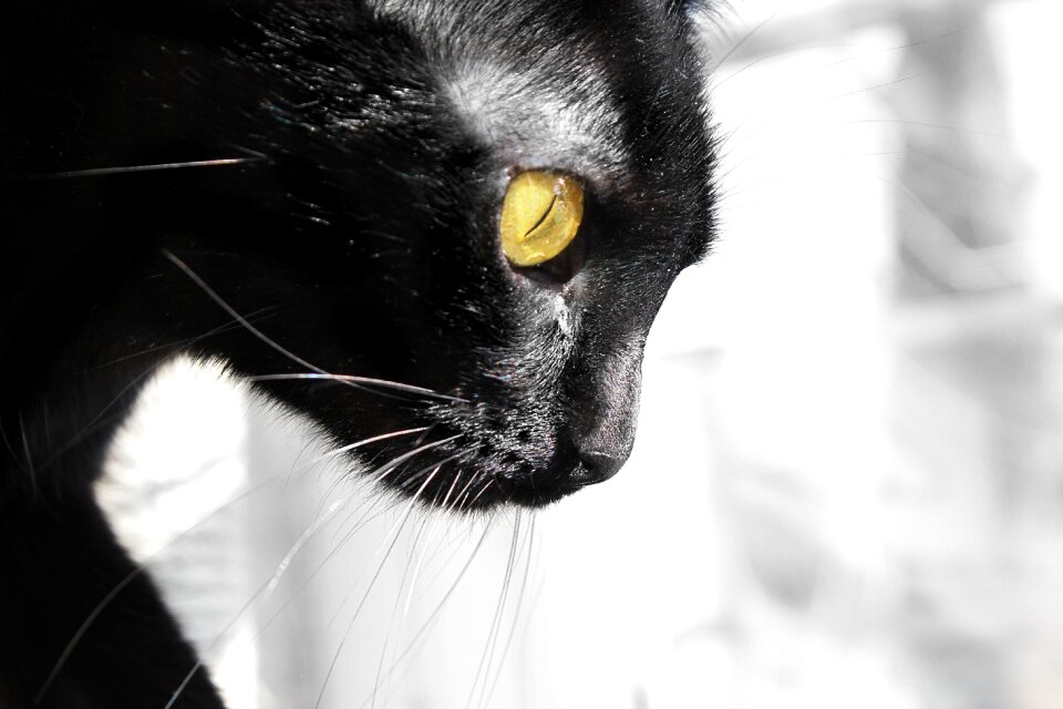 Eye animal nature