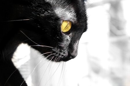 Eye animal nature