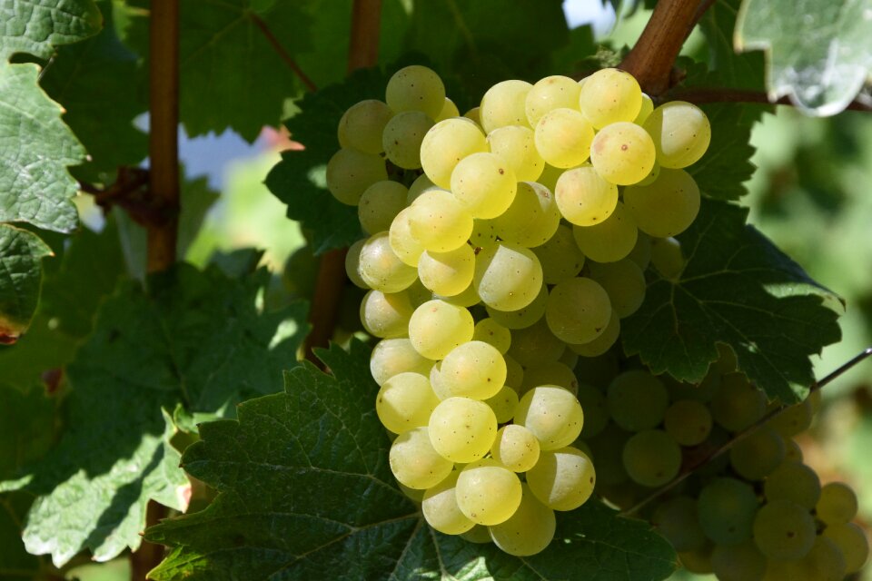 Winegrowing white wine vineyards