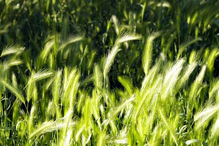 Barley wheat rye