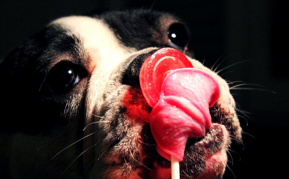 Cute sweet dog plays