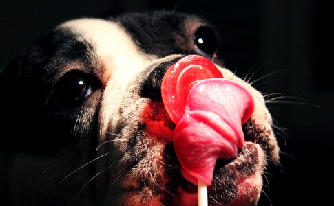 Cute sweet dog plays