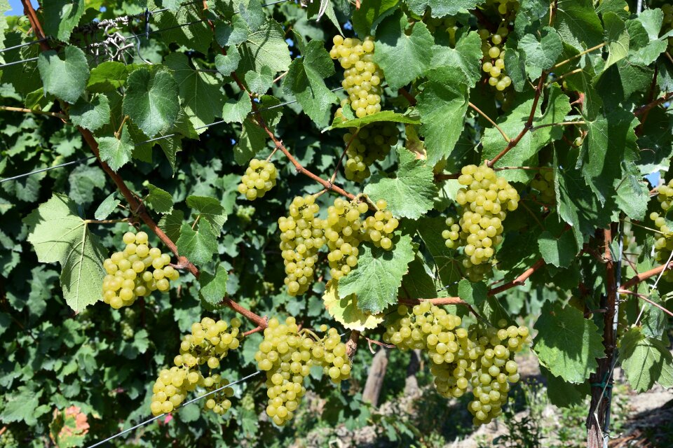 Grape harvest vine grapevine