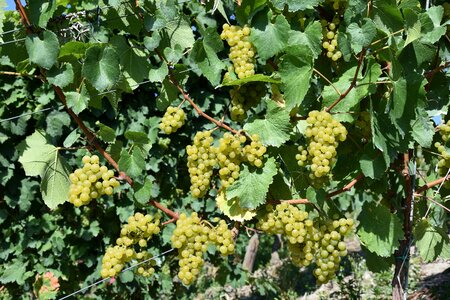 Grape harvest vine grapevine