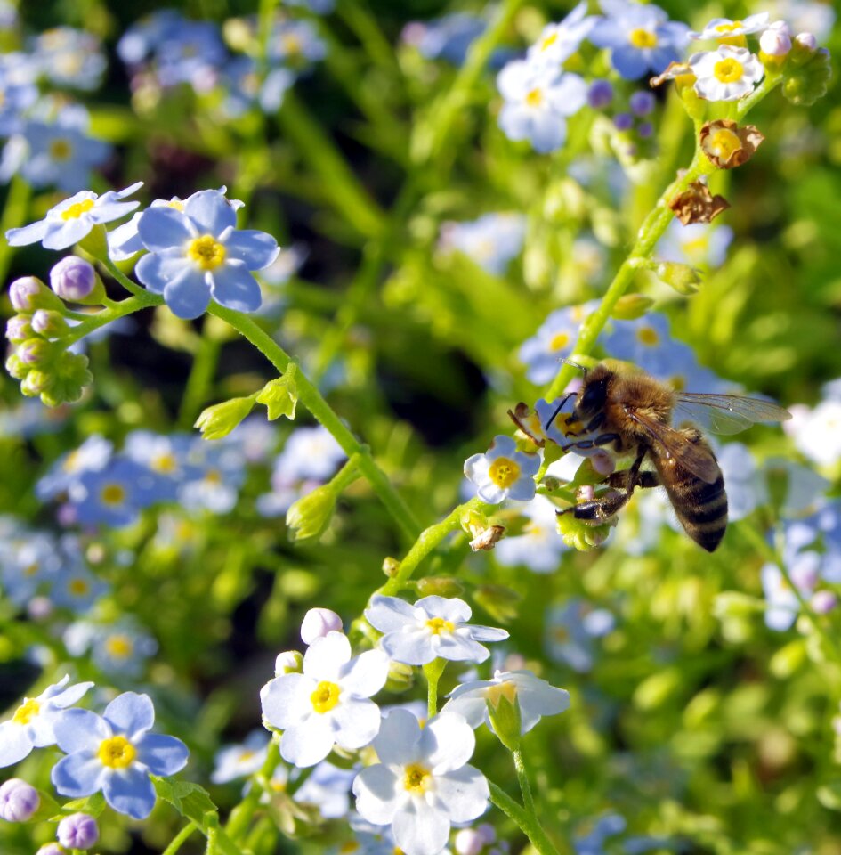 Pollination pollinate blue