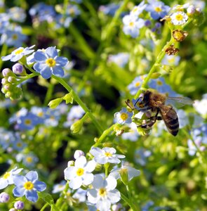 Pollination pollinate blue