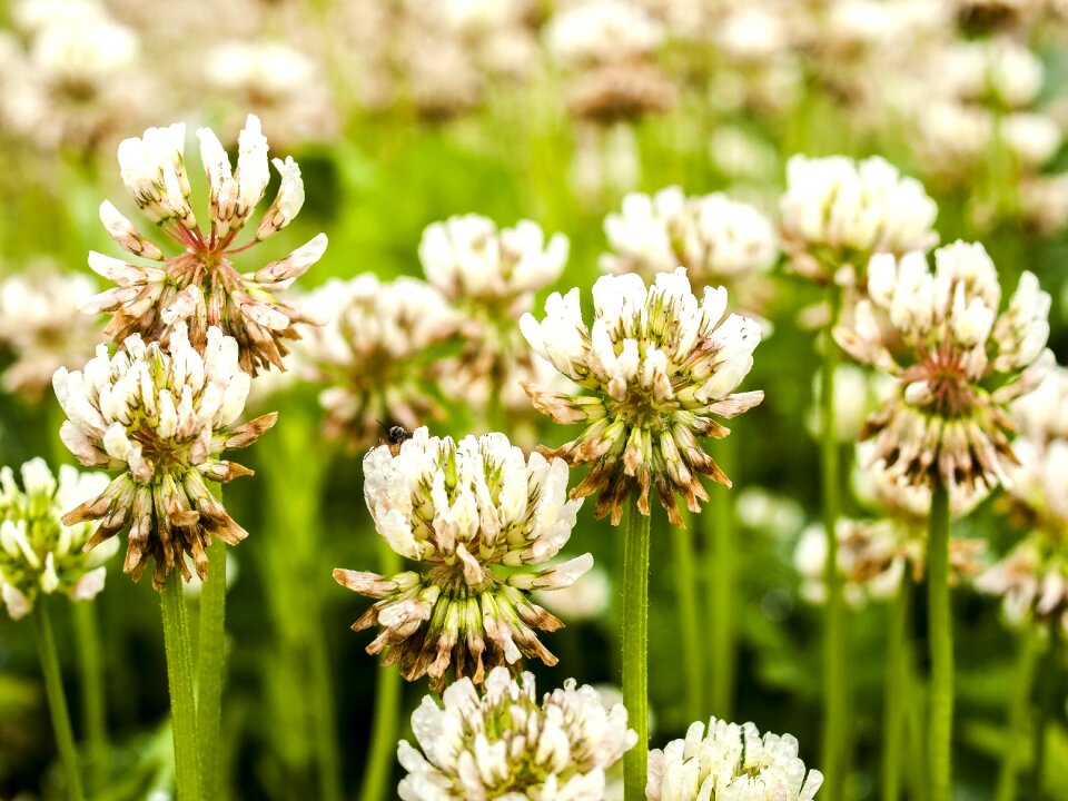 Blossom bloom plant