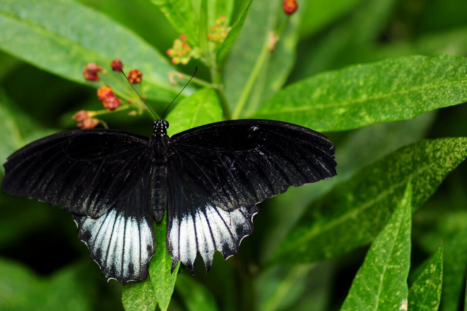 Nature insect garden