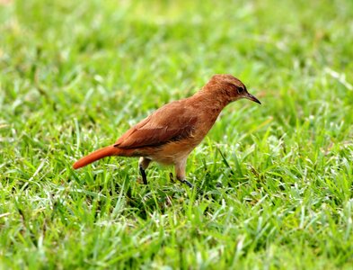 Tropical bird brazilian birdie photo