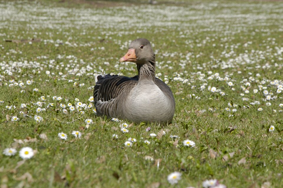 Duck spring park
