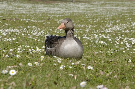 Duck spring park photo