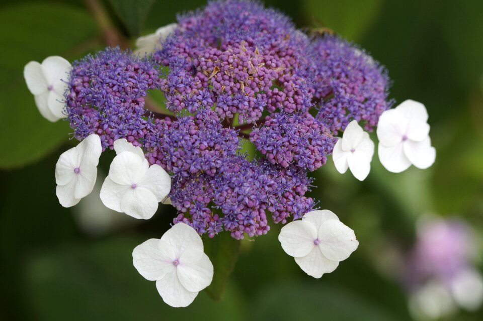 Shrub garden close up