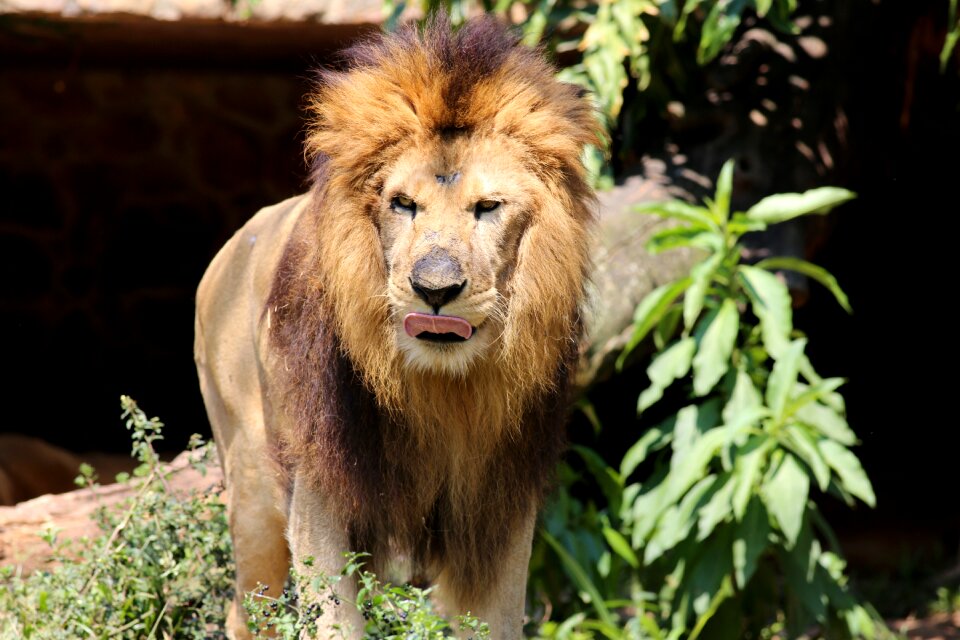 Carnivore brave wild