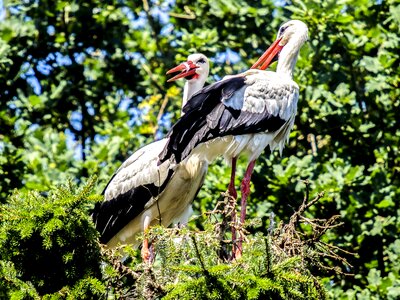 Bird nature animal