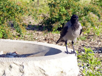 Nature predator ornithology