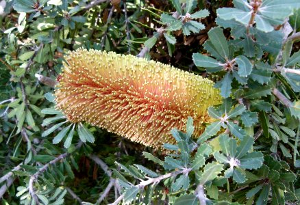 Banksia praemorsa