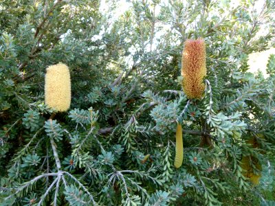 Banksia praemorsa 4