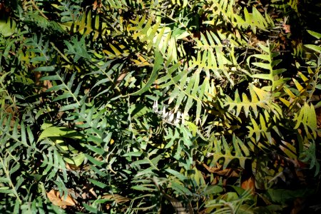 Banksia blechnifolia - Leaning Pine Arboretum - DSC05468