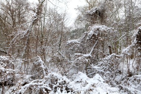 Bank of Wannsee at Düppeler Forst with snow 2021-01-30 22
