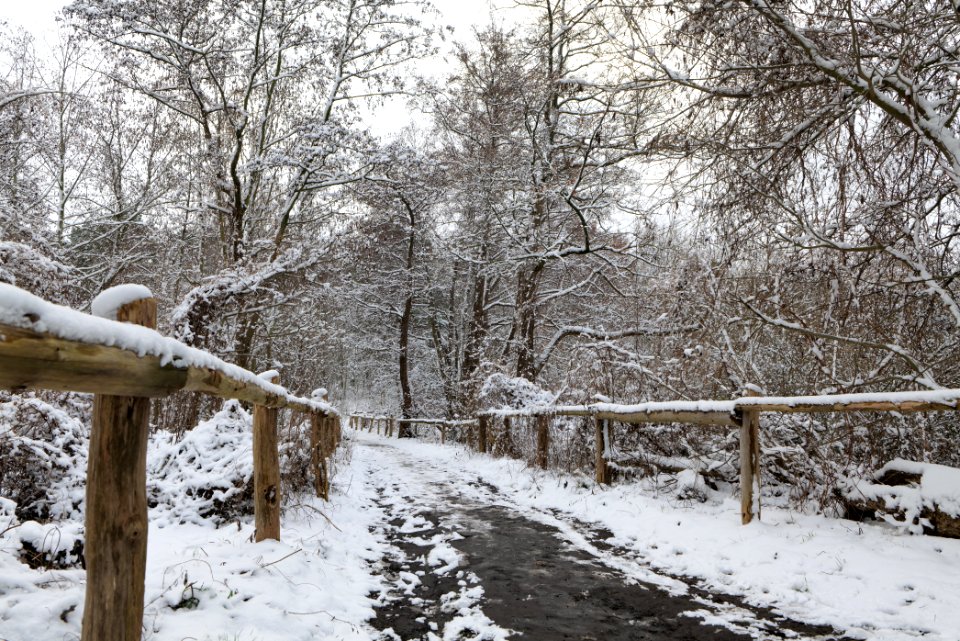 Bank of Wannsee at Düppeler Forst with snow 2021-01-30 21