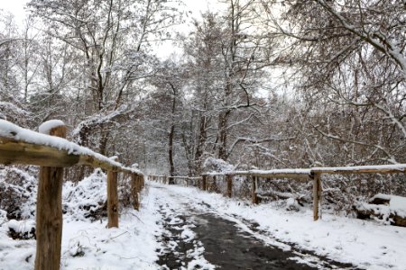 Bank of Wannsee at Düppeler Forst with snow 2021-01-30 21