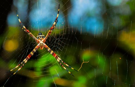 Nature insect spooky photo