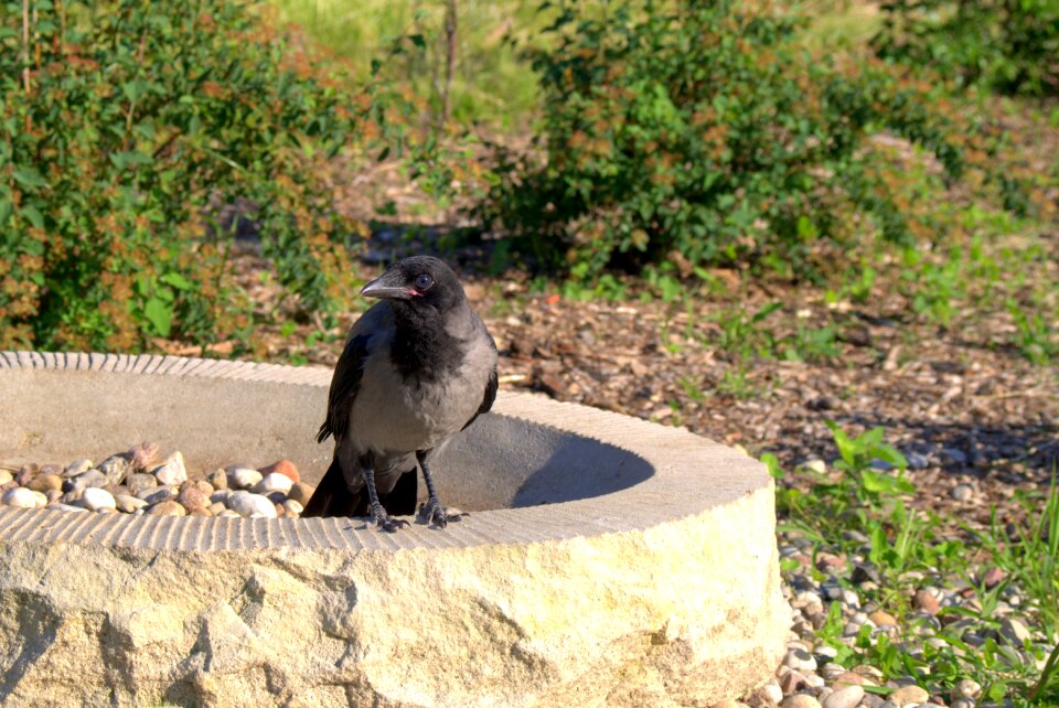 Nature predator ornithology