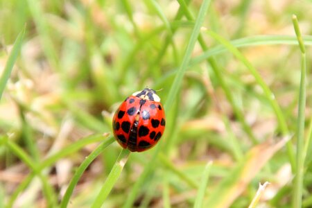 Grass red beetle