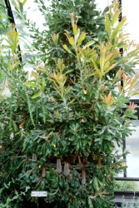 Banksia serrata - Longwood Gardens - DSC01216