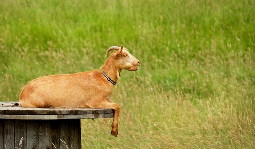 Lying animal enclosures nature