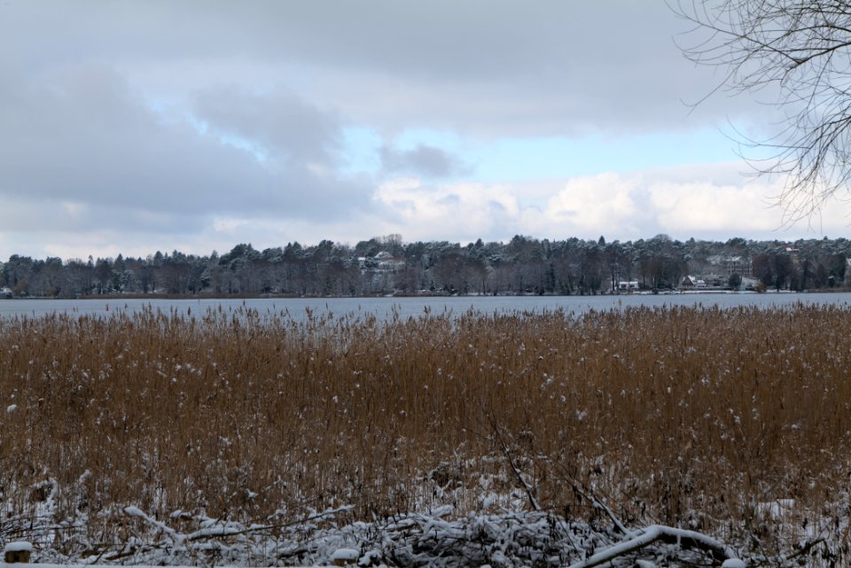 Bank of Wannsee at Düppeler Forst with snow 2021-01-30 14