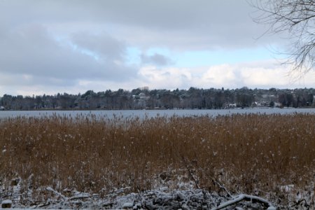 Bank of Wannsee at Düppeler Forst with snow 2021-01-30 14