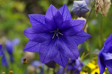 Flower blossom bloom