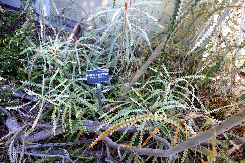 Banksia speciosa - San Francisco Botanical Garden - DSC09883
