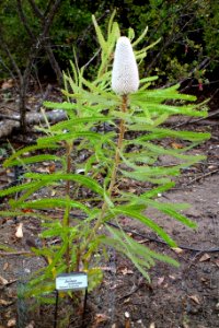 Banksia prionotes - UC Santa Cruz Arboretum - DSC07374