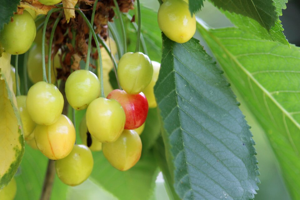 Immature fruits fruit