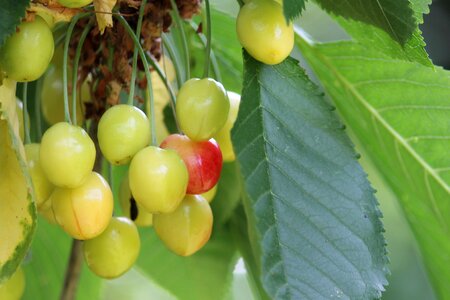 Immature fruits fruit