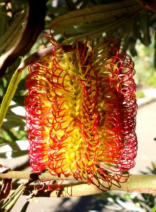 Banksia littoralis - San Francisco Botanical Garden - DSC09803