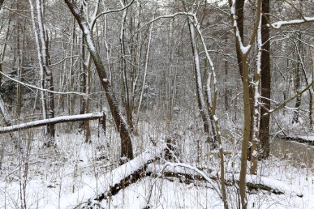 Bank of Wannsee at Düppeler Forst with snow 2021-01-30 26
