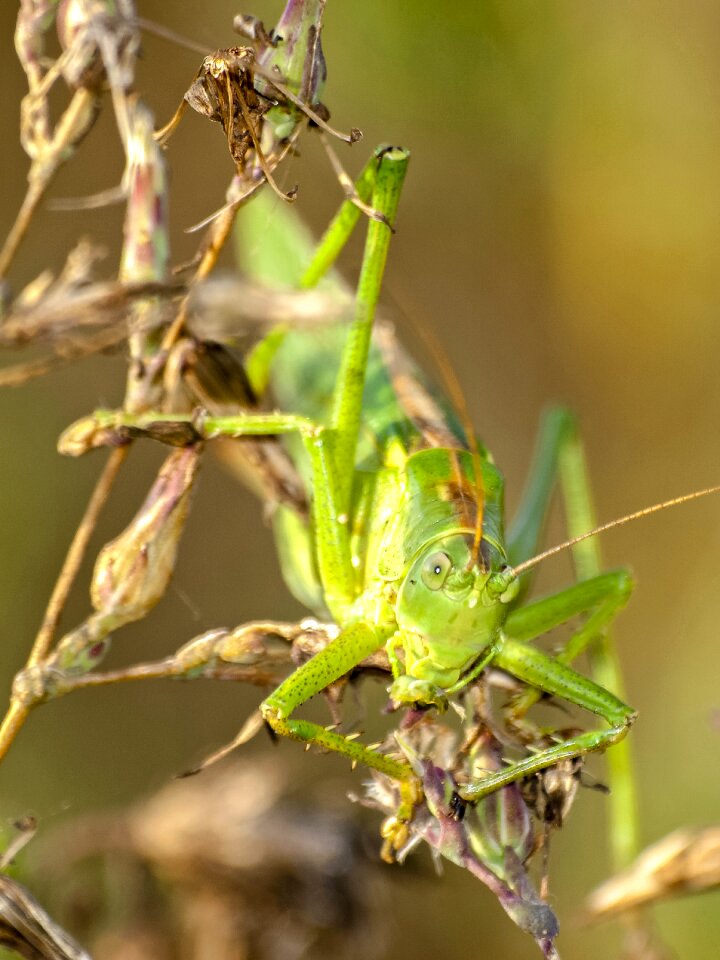 Insect nature animal