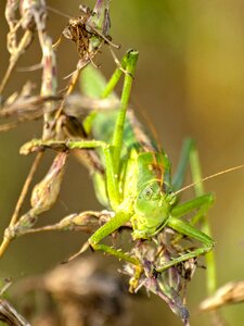 Insect nature animal
