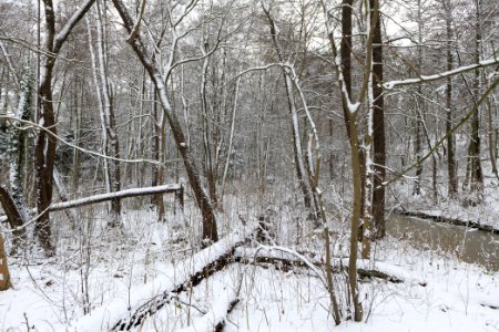 Bank of Wannsee at Düppeler Forst with snow 2021-01-30 23