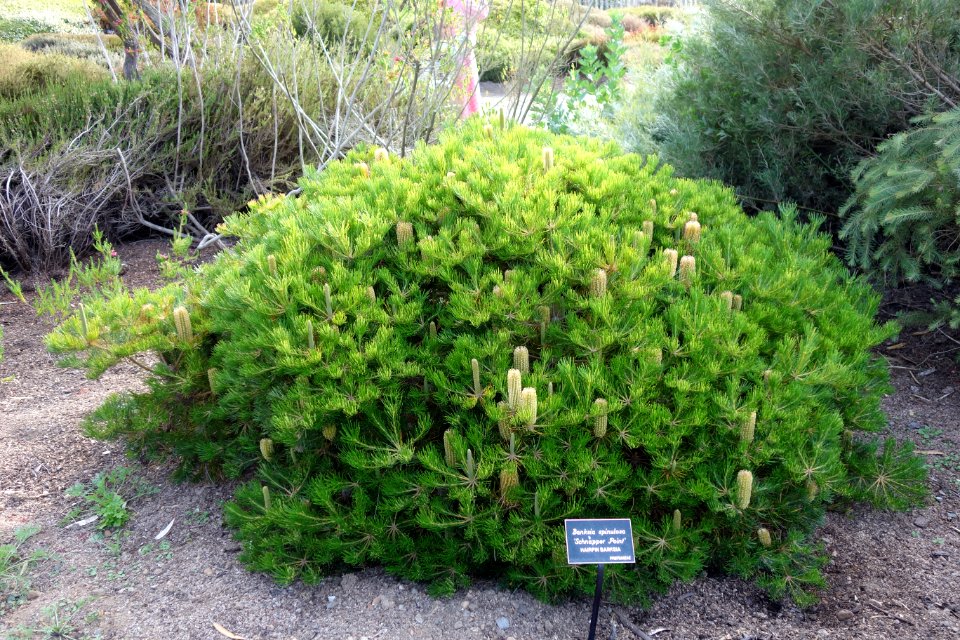 Banksia spinulosa 'Schnapper Point' - Mendocino Coast Botanical Gardens - DSC02251